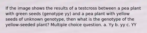 If the image shows the results of a testcross between a pea plant with green seeds (genotype yy) and a pea plant with yellow seeds of unknown genotype, then what is the genotype of the yellow-seeded plant? Multiple choice question. a. Yy b. yy c. YY