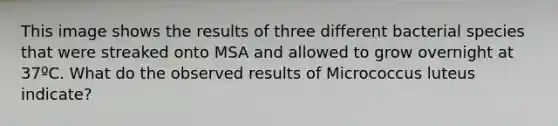 This image shows the results of three different bacterial species that were streaked onto MSA and allowed to grow overnight at 37ºC. What do the observed results of Micrococcus luteus indicate?