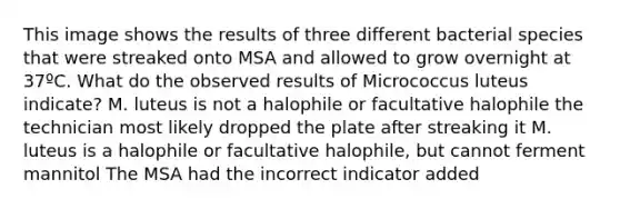 This image shows the results of three different bacterial species that were streaked onto MSA and allowed to grow overnight at 37ºC. What do the observed results of Micrococcus luteus indicate? M. luteus is not a halophile or facultative halophile the technician most likely dropped the plate after streaking it M. luteus is a halophile or facultative halophile, but cannot ferment mannitol The MSA had the incorrect indicator added