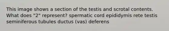 This image shows a section of the testis and scrotal contents. What does "2" represent? spermatic cord epididymis rete testis seminiferous tubules ductus (vas) deferens