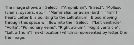 The image shows a [ Select ] ["Amphibian", "Insect", "Mollusc (clams, oysters, etc.)", "Mammalian or avian (bird)", "Fish"] heart. Letter E is pointing to the Left atrium . Blood moving through this space will flow into the [ Select ] ["Left ventricle", "Aorta", "Pulmonary veins", "Right atrium", "Right ventricle", "Left artrium"] (next location) which is represented by letter D in the image.