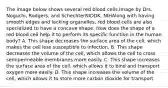 The image below shows several red blood cells.Image by Drs. Noguchi, Rodgers, and SchechterNIDDK, NIHAlong with having smooth edges and lacking organelles, red blood cells are also specialized to have a concave shape. How does the shape of a red blood cell help it to perform its specific function in the human body? A. This shape decreases the surface area of the cell, which makes the cell less susceptible to infection. B. This shape decreases the volume of the cell, which allows the cell to cross semipermeable membranes more easily. C. This shape increases the surface area of the cell, which allows it to bind and transport oxygen more easily. D. This shape increases the volume of the cell, which allows it to store more carbon dioxide for transport.