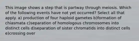 This image shows a step that is partway through meiosis. Which of the following events have not yet occurred? Select all that apply. a) production of four haploid gametes b)formation of chiasmata c)separation of homologous chromosomes into distinct cells d)separation of sister chromatids into distinct cells e)crossing over