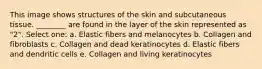 This image shows structures of the skin and subcutaneous tissue. ________ are found in the layer of the skin represented as "2". Select one: a. Elastic fibers and melanocytes b. Collagen and fibroblasts c. Collagen and dead keratinocytes d. Elastic fibers and dendritic cells e. Collagen and living keratinocytes