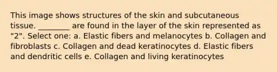 This image shows structures of the skin and subcutaneous tissue. ________ are found in the layer of the skin represented as "2". Select one: a. Elastic fibers and melanocytes b. Collagen and fibroblasts c. Collagen and dead keratinocytes d. Elastic fibers and dendritic cells e. Collagen and living keratinocytes