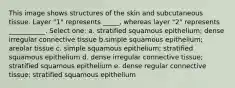 This image shows structures of the skin and subcutaneous tissue. Layer "1" represents _____, whereas layer "2" represents ___________. Select one: a. stratified squamous epithelium; dense irregular connective tissue b.simple squamous epithelium; areolar tissue c. simple squamous epithelium; stratified squamous epithelium d. dense irregular connective tissue; stratified squamous epithelium e. dense regular connective tissue; stratified squamous epithelium