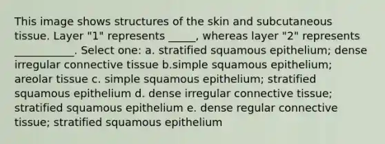 This image shows structures of the skin and subcutaneous tissue. Layer "1" represents _____, whereas layer "2" represents ___________. Select one: a. stratified squamous epithelium; dense irregular connective tissue b.simple squamous epithelium; areolar tissue c. simple squamous epithelium; stratified squamous epithelium d. dense irregular connective tissue; stratified squamous epithelium e. dense regular connective tissue; stratified squamous epithelium