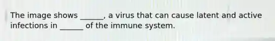 The image shows ______, a virus that can cause latent and active infections in ______ of the immune system.