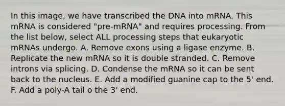 In this image, we have transcribed the DNA into mRNA. This mRNA is considered "pre-mRNA" and requires processing. From the list below, select ALL processing steps that eukaryotic mRNAs undergo. A. Remove exons using a ligase enzyme. B. Replicate the new mRNA so it is double stranded. C. Remove introns via splicing. D. Condense the mRNA so it can be sent back to the nucleus. E. Add a modified guanine cap to the 5' end. F. Add a poly-A tail o the 3' end.