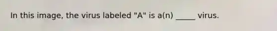 In this image, the virus labeled "A" is a(n) _____ virus.