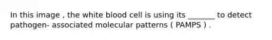 In this image , the white blood cell is using its _______ to detect pathogen- associated molecular patterns ( PAMPS ) .