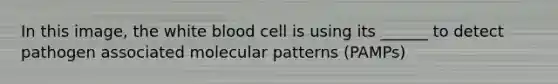 In this image, the white blood cell is using its ______ to detect pathogen associated molecular patterns (PAMPs)