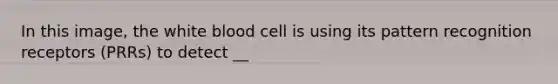 In this image, the white blood cell is using its pattern recognition receptors (PRRs) to detect __