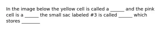 In the image below the yellow cell is called a ______ and the pink cell is a ______ the small sac labeled #3 is called ______ which stores ________