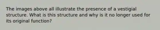 The images above all illustrate the presence of a vestigial structure. What is this structure and why is it no longer used for its original function?