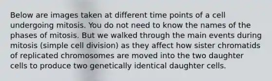 Below are images taken at different time points of a cell undergoing mitosis. You do not need to know the names of the phases of mitosis. But we walked through the main events during mitosis (simple cell division) as they affect how sister chromatids of replicated chromosomes are moved into the two daughter cells to produce two genetically identical daughter cells.