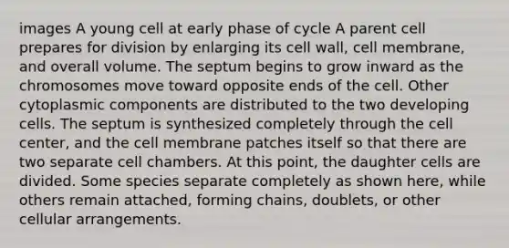 images A young cell at early phase of cycle A parent cell prepares for division by enlarging its cell wall, cell membrane, and overall volume. The septum begins to grow inward as the chromosomes move toward opposite ends of the cell. Other cytoplasmic components are distributed to the two developing cells. The septum is synthesized completely through the cell center, and the cell membrane patches itself so that there are two separate cell chambers. At this point, the daughter cells are divided. Some species separate completely as shown here, while others remain attached, forming chains, doublets, or other cellular arrangements.