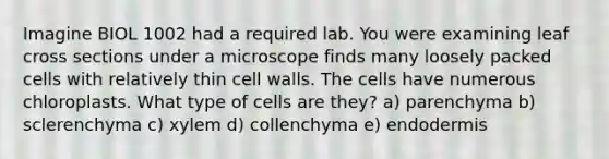 Imagine BIOL 1002 had a required lab. You were examining leaf cross sections under a microscope finds many loosely packed cells with relatively thin cell walls. The cells have numerous chloroplasts. What type of cells are they? a) parenchyma b) sclerenchyma c) xylem d) collenchyma e) endodermis