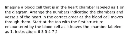 Imagine a blood cell that is in the heart chamber labeled as 1 on the diagram. Arrange the numbers indicating the chambers and vessels of the heart in the correct order as the blood cell moves through them. Start at the top with the first structure encountered by the blood cell as it leaves the chamber labeled as 1. Instructions 6 3 5 4 7 2