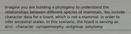 Imagine you are building a phylogeny to understand the relationships between different species of mammals. You include character data for a lizard, which is not a mammal, in order to infer ancestral states. In this scenario, the lizard is serving as a(n): -character -synapomorphy -outgroup -polytomy