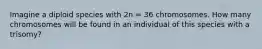 Imagine a diploid species with 2n = 36 chromosomes. How many chromosomes will be found in an individual of this species with a trisomy?