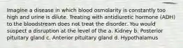 Imagine a disease in which blood osmolarity is constantly too high and urine is dilute. Treating with antidiuretic hormone (ADH) to the bloodstream does not treat the disorder. You would suspect a disruption at the level of the a. Kidney b. Posterior pituitary gland c. Anterior pituitary gland d. Hypothalamus