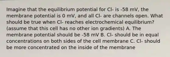 Imagine that the equilibrium potential for Cl- is -58 mV, the membrane potential is 0 mV, and all Cl- are channels open. What should be true when Cl- reaches electrochemical equilibrium? (assume that this cell has no other ion gradients) A. The membrane potential should be -58 mV B. Cl- should be in equal concentrations on both sides of the cell membrane C. Cl- should be more concentrated on the inside of the membrane