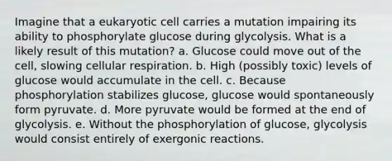 Imagine that a eukaryotic cell carries a mutation impairing its ability to phosphorylate glucose during glycolysis. What is a likely result of this mutation? a. Glucose could move out of the cell, slowing cellular respiration. b. High (possibly toxic) levels of glucose would accumulate in the cell. c. Because phosphorylation stabilizes glucose, glucose would spontaneously form pyruvate. d. More pyruvate would be formed at the end of glycolysis. e. Without the phosphorylation of glucose, glycolysis would consist entirely of exergonic reactions.