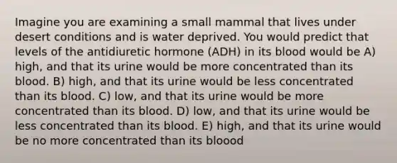 Imagine you are examining a small mammal that lives under desert conditions and is water deprived. You would predict that levels of the antidiuretic hormone (ADH) in its blood would be A) high, and that its urine would be more concentrated than its blood. B) high, and that its urine would be less concentrated than its blood. C) low, and that its urine would be more concentrated than its blood. D) low, and that its urine would be less concentrated than its blood. E) high, and that its urine would be no more concentrated than its bloood