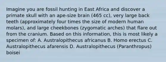 Imagine you are fossil hunting in East Africa and discover a primate skull with an ape-size brain (465 cc), very large back teeth (approximately four times the size of modern human molars), and large cheekbones (zygomatic arches) that flare out from the cranium. Based on this information, this is most likely a specimen of: A. Australopithecus africanus B. Homo erectus C. Australopithecus afarensis D. Australopithecus (Paranthropus) boisei