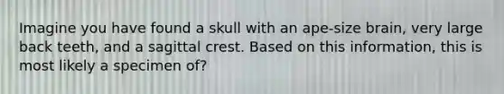 Imagine you have found a skull with an ape-size brain, very large back teeth, and a sagittal crest. Based on this information, this is most likely a specimen of?