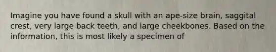 Imagine you have found a skull with an ape-size brain, saggital crest, very large back teeth, and large cheekbones. Based on the information, this is most likely a specimen of