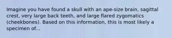 Imagine you have found a skull with an ape-size brain, sagittal crest, very large back teeth, and large flared zygomatics (cheekbones). Based on this information, this is most likely a specimen of...