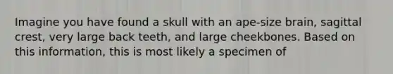 Imagine you have found a skull with an ape-size brain, sagittal crest, very large back teeth, and large cheekbones. Based on this information, this is most likely a specimen of