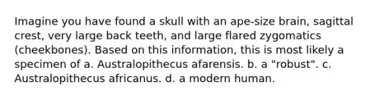 Imagine you have found a skull with an ape-size brain, sagittal crest, very large back teeth, and large flared zygomatics (cheekbones). Based on this information, this is most likely a specimen of a. Australopithecus afarensis. b. a "robust". c. Australopithecus africanus. d. a modern human.