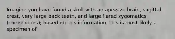 Imagine you have found a skull with an ape-size brain, sagittal crest, very large back teeth, and large flared zygomatics (cheekbones); based on this information, this is most likely a specimen of