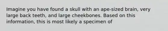 Imagine you have found a skull with an ape-sized brain, very large back teeth, and large cheekbones. Based on this information, this is most likely a specimen of