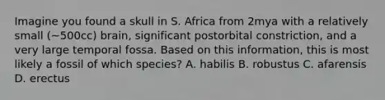 Imagine you found a skull in S. Africa from 2mya with a relatively small (~500cc) brain, significant postorbital constriction, and a very large temporal fossa. Based on this information, this is most likely a fossil of which species? A. habilis B. robustus C. afarensis D. erectus