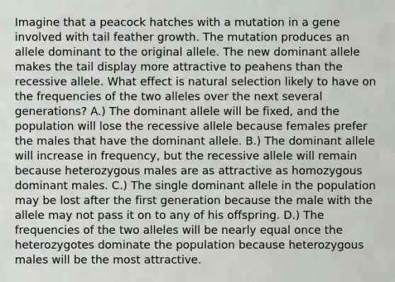 Imagine that a peacock hatches with a mutation in a gene involved with tail feather growth. The mutation produces an allele dominant to the original allele. The new dominant allele makes the tail display more attractive to peahens than the recessive allele. What effect is natural selection likely to have on the frequencies of the two alleles over the next several generations? A.) The dominant allele will be fixed, and the population will lose the recessive allele because females prefer the males that have the dominant allele. B.) The dominant allele will increase in frequency, but the recessive allele will remain because heterozygous males are as attractive as homozygous dominant males. C.) The single dominant allele in the population may be lost after the first generation because the male with the allele may not pass it on to any of his offspring. D.) The frequencies of the two alleles will be nearly equal once the heterozygotes dominate the population because heterozygous males will be the most attractive.