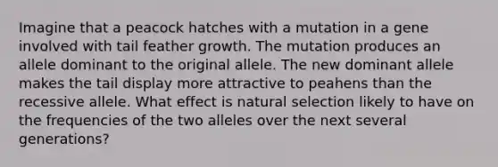 Imagine that a peacock hatches with a mutation in a gene involved with tail feather growth. The mutation produces an allele dominant to the original allele. The new dominant allele makes the tail display more attractive to peahens than the recessive allele. What effect is natural selection likely to have on the frequencies of the two alleles over the next several generations?