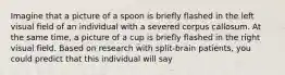 Imagine that a picture of a spoon is briefly flashed in the left visual field of an individual with a severed corpus callosum. At the same time, a picture of a cup is briefly flashed in the right visual field. Based on research with split-brain patients, you could predict that this individual will say