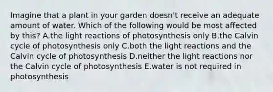 Imagine that a plant in your garden doesn't receive an adequate amount of water. Which of the following would be most affected by this? A.the light reactions of photosynthesis only B.the Calvin cycle of photosynthesis only C.both the light reactions and the Calvin cycle of photosynthesis D.neither the light reactions nor the Calvin cycle of photosynthesis E.water is not required in photosynthesis