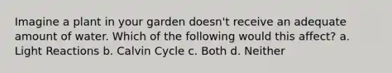 Imagine a plant in your garden doesn't receive an adequate amount of water. Which of the following would this affect? a. Light Reactions b. Calvin Cycle c. Both d. Neither