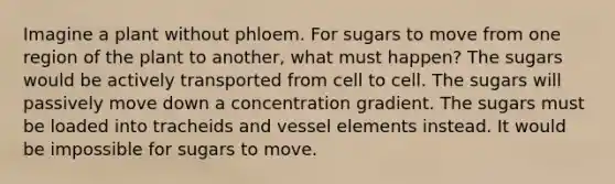 Imagine a plant without phloem. For sugars to move from one region of the plant to another, what must happen? The sugars would be actively transported from cell to cell. The sugars will passively move down a concentration gradient. The sugars must be loaded into tracheids and vessel elements instead. It would be impossible for sugars to move.