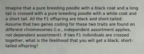 Imagine that a pure breeding poodle with a black coat and a long tail is crossed with a pure breeding poodle with a white coat and a short tail. All the F1 offspring are black and short-tailed. Assume that two genes coding for these two traits are found on different chromosomes (i.e., independent assortment applies, not dependent assortment). If two F1 individuals are crossed together, what is the likelihood that you will get a black, short-tailed offspring?