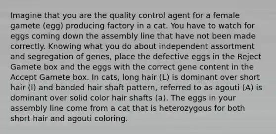 Imagine that you are the quality control agent for a female gamete (egg) producing factory in a cat. You have to watch for eggs coming down the assembly line that have not been made correctly. Knowing what you do about independent assortment and segregation of genes, place the defective eggs in the Reject Gamete box and the eggs with the correct gene content in the Accept Gamete box. In cats, long hair (L) is dominant over short hair (l) and banded hair shaft pattern, referred to as agouti (A) is dominant over solid color hair shafts (a). The eggs in your assembly line come from a cat that is heterozygous for both short hair and agouti coloring.