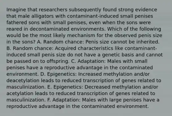 Imagine that researchers subsequently found strong evidence that male alligators with contaminant-induced small penises fathered sons with small penises, even when the sons were reared in decontaminated environments. Which of the following would be the most likely mechanism for the observed penis size in the sons? A. Random chance: Penis size cannot be inherited. B. Random chance: Acquired characteristics like contaminant-induced small penis size do not have a genetic basis and cannot be passed on to offspring. C. Adaptation: Males with small penises have a reproductive advantage in the contaminated environment. D. Epigenetics: Increased methylation and/or deacetylation leads to reduced transcription of genes related to masculinization. E. Epigenetics: Decreased methylation and/or acetylation leads to reduced transcription of genes related to masculinization. F. Adaptation: Males with large penises have a reproductive advantage in the contaminated environment.