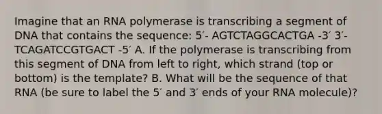 Imagine that an RNA polymerase is transcribing a segment of DNA that contains the sequence: 5′- AGTCTAGGCACTGA -3′ 3′- TCAGATCCGTGACT -5′ A. If the polymerase is transcribing from this segment of DNA from left to right, which strand (top or bottom) is the template? B. What will be the sequence of that RNA (be sure to label the 5′ and 3′ ends of your RNA molecule)?