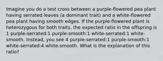 Imagine you do a test cross between a purple-flowered pea plant having serrated leaves (a dominant trait) and a white-flowered pea plant having smooth edges. If the purple-flowered plant is heterozygous for both traits, the expected ratio in the offspring is 1 purple-serrated:1 purple-smooth:1 white-serrated:1 white-smooth. Instead, you see 4 purple-serrated:1 purple-smooth:1 white-serrated:4 white-smooth. What is the explanation of this ratio?