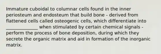 Immature cuboidal to columnar cells found in the inner periosteum and endosteum that build bone - derived from flattened cells called osteogenic cells, which differentiate into ______________ when stimulated by certain chemical signals - perform the process of bone deposition, during which they secrete the organic matrix and aid in formation of the inorganic matrix.